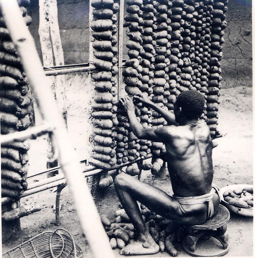 Igbo man tying yams in a yam barn, 1880-1939